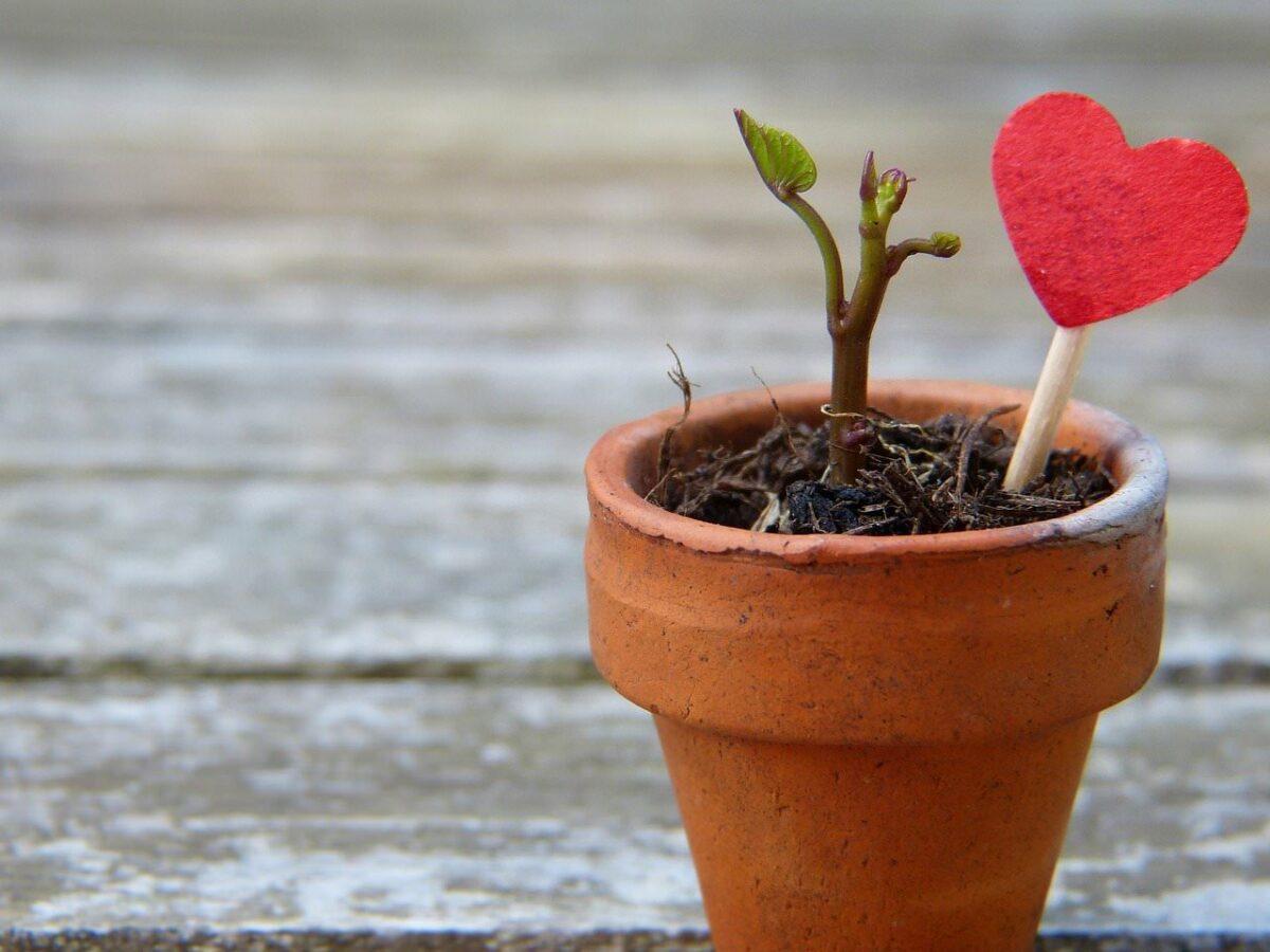 planta en maceta de nuevo crecimiento con corazón rojo